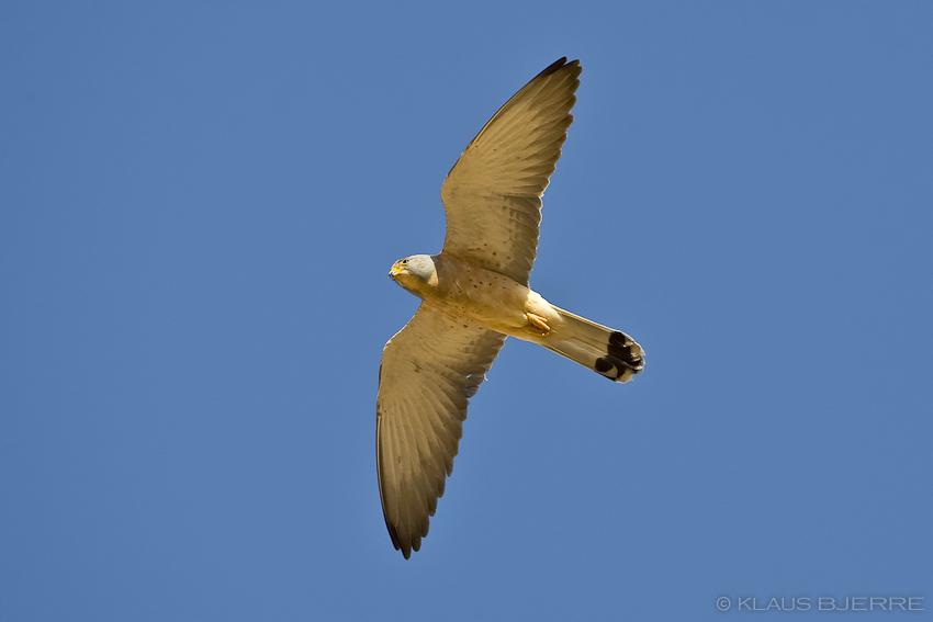 Lesser Kestrel_KBJ7581.jpg - Lesser Kestrel male - Eilat